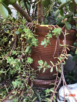 Yard & Garden - terra cotta planter with Lg. Jade plant tree, 30"h