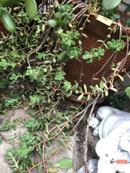 Yard & Garden - terra cotta planter with Lg. Jade plant tree, 30"h
