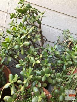 Yard & Garden - marbled planter with Lg. Jade plant tree, 37"h