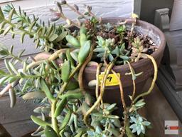 Yard & Garden - potted succulent on iron stand 25"h (10" pot)