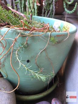 Yard & Garden - Potted fern 10"hx10"w