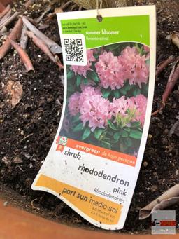 Yard & Garden - potted shrub, 15"hx20"w (36") pink Rhododendron