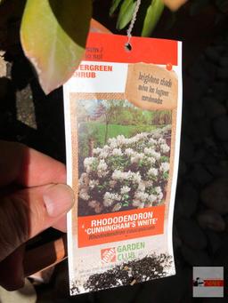 Yard & Garden - potted shrub 12"hx14"w (36") "Cunningham's White" Rhododendron