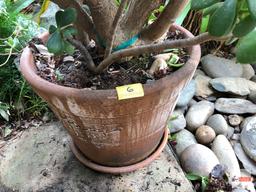 Yard & Garden - planter pot with Jade tree, 45"h