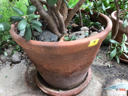 Yard & Garden - terra cotta planter pot with Jade tree, 50"h