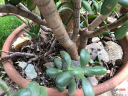Yard & Garden - terra cotta planter pot with Jade tree, 50"h