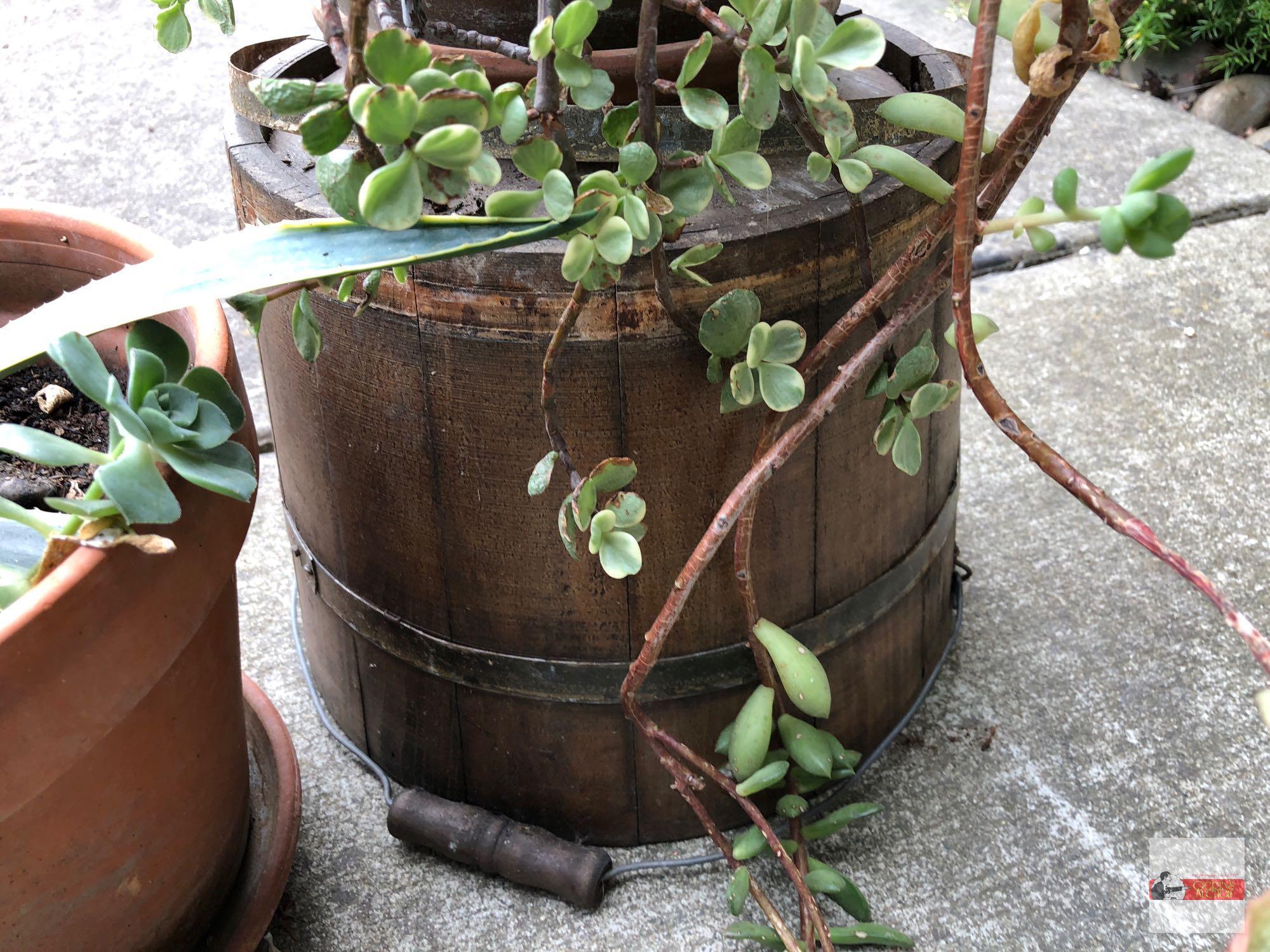 Yard & Garden - 2 terra cotta planter pots with succulents & fern 8" & 9"h + wooden bucket 10"x11"
