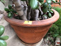 Yard & Garden - Planter pot with Greek key design with lg. Jade tree, 50"h