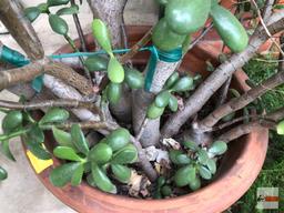 Yard & Garden - Planter pot with Greek key design with lg. Jade tree, 50"h