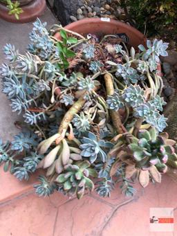 Yard & Garden - terra cotta planter pot 15"hx15"w with succulents, 1 is perennial "pinwheel"