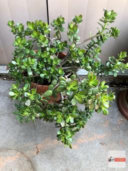 Yard & Garden - terra cotta planter pot 12"hx12"w (23"h) with Jade tree plant