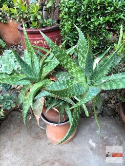 Yard & Garden - 2 terra cotta planter pot with succulents 28"h