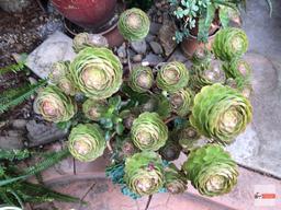 Yard & Garden - terra cotta planter pot 16"wx13"h (30"h) with succulents