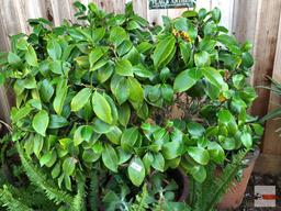 Yard & Garden - lg. planter pot 21"wx16"h (52"h) w/gardenia & succulents