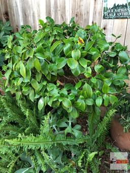 Yard & Garden - lg. planter pot 21"wx16"h (52"h) w/gardenia & succulents