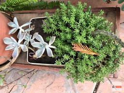Yard & Garden - plastic planter pot 11"hx8"w (21"h) & tin with succulents on sm. wooden bench 21.5"