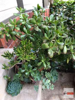 Yard & Garden - terra cotta planter pot with jade tree plant and succulents
