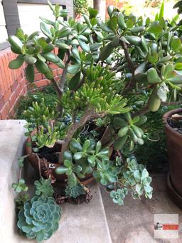 Yard & Garden - terra cotta planter pot with jade tree plant and succulents