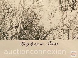 Artwork - Artist Proof, "Bighorn Ram" by Sam Taylor