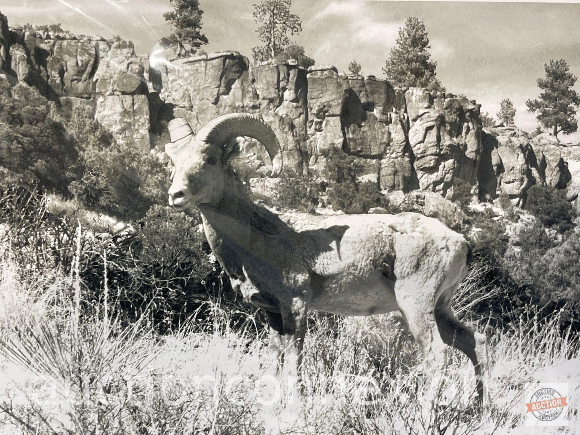 Artwork - Artist Proof, "Bighorn Ram" by Sam Taylor