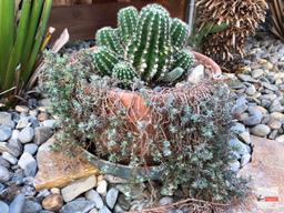 Yard & Garden - potted terra cotta planter pot w/cactus