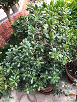 Yard & Garden - Lg. terra cotta planter pot with lg. jade tree plant