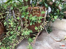 Yard & Garden - Lg. terra cotta planter pot with jade tree plant