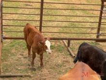 (1) BLACK AND (1) RED COW/CALF PAIR