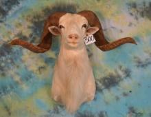Texas Dall Sheep Shoulder Taxidermy Ram Mount