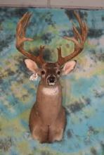 20pt. 199 3/8 gross Texas Whitetail Deer Shoulder Taxidermy Mount