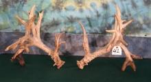 Big 212 gross  set of Non-Typical Whitetail Deer Matching Sheds Taxidermy