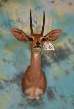 Gold Medal Record Book African Stienbuck Shoulder Taxidermy Mount