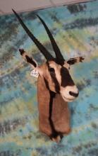 East African Fringe Eared Oryx Shoulder Taxidermy Mount **Texas Residents Only!**