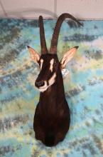 African Common Sable Antelope Shoulder Taxidermy Mount