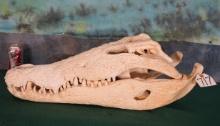 Large Nile Crocodile Complete Skull Taxidermy **U.S. Residents Only!**