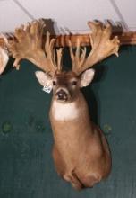 "The Moose Buck" Super Palmated Northern Whitetail Deer Shoulder Taxidermy Mount