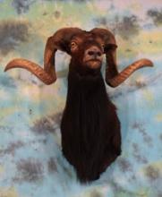 Black Hawaiian Sheep Shoulder Taxidermy Ram Mount