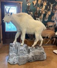 Rocky Mountain Goat Full Body Taxidermy Mount