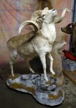 Mongolian Marco Polo Sheep Full Body Taxidermy Mount **Texas Residents Only!**