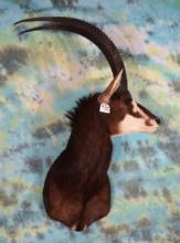 African Common Sable Shoulder Taxidermy Mount