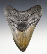 4 7/8" Fossilized Megalodon Sharks Tooth found off of the coast of the Carolinas.