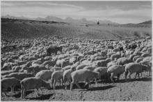 Adams - Flock in Owens Valley, 1941