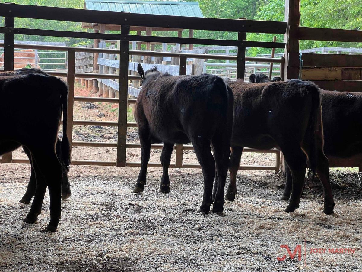 (5) ANGUS, ANGUS CROSS OPEN HEIFERS