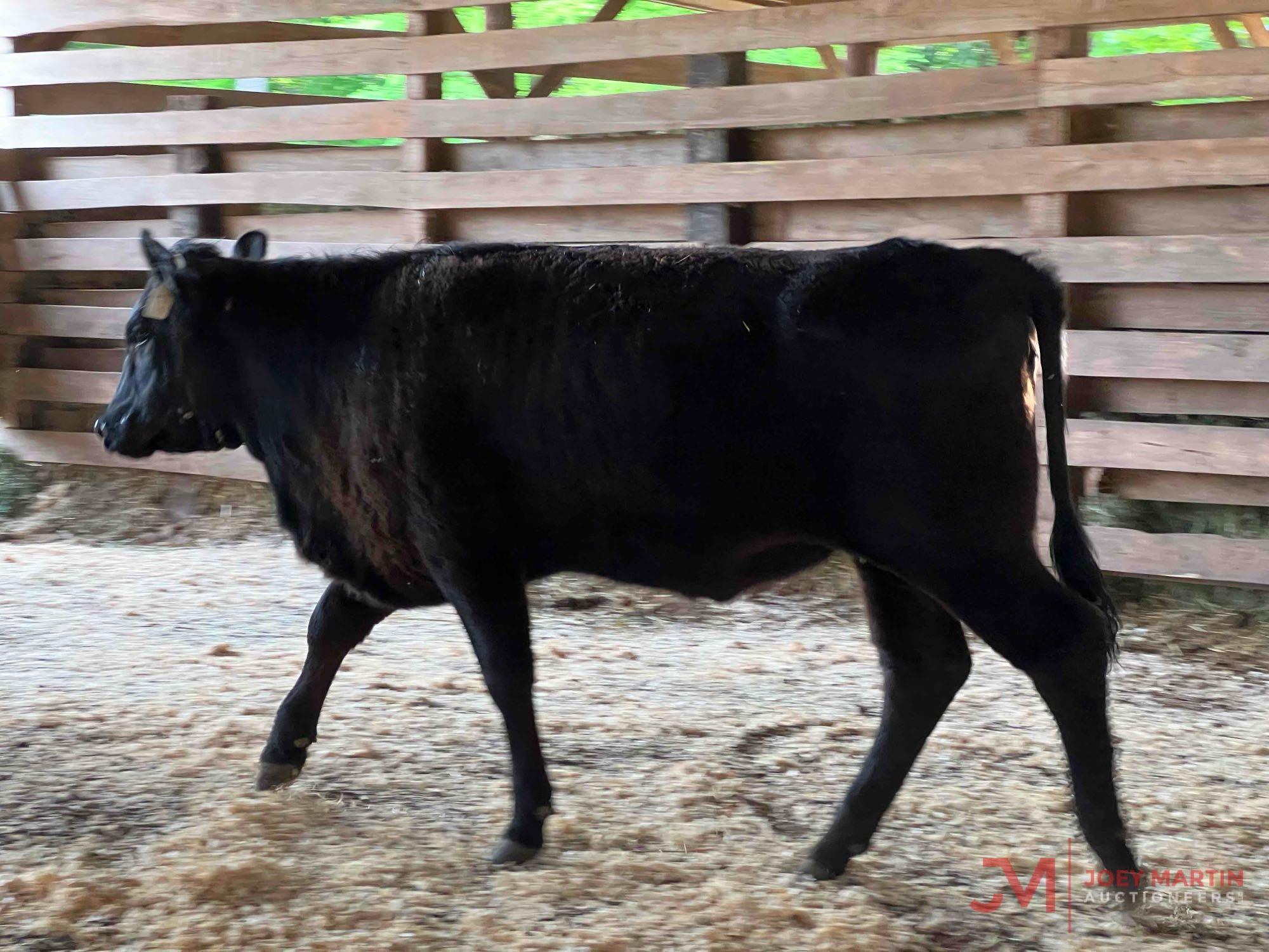 (5) ANGUS, ANGUS CROSS OPEN HEIFERS