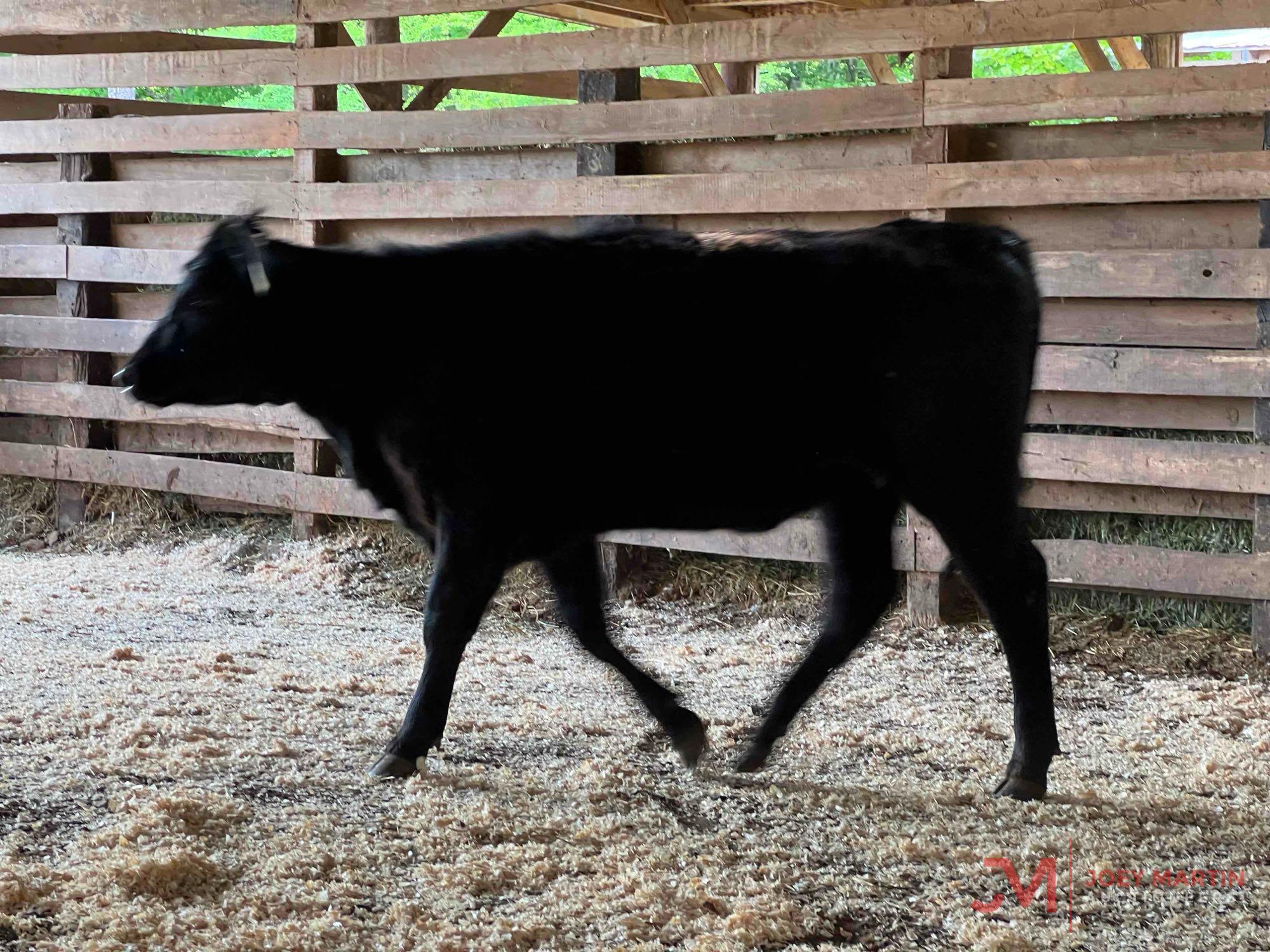 (5) ANGUS, ANGUS CROSS OPEN HEIFERS