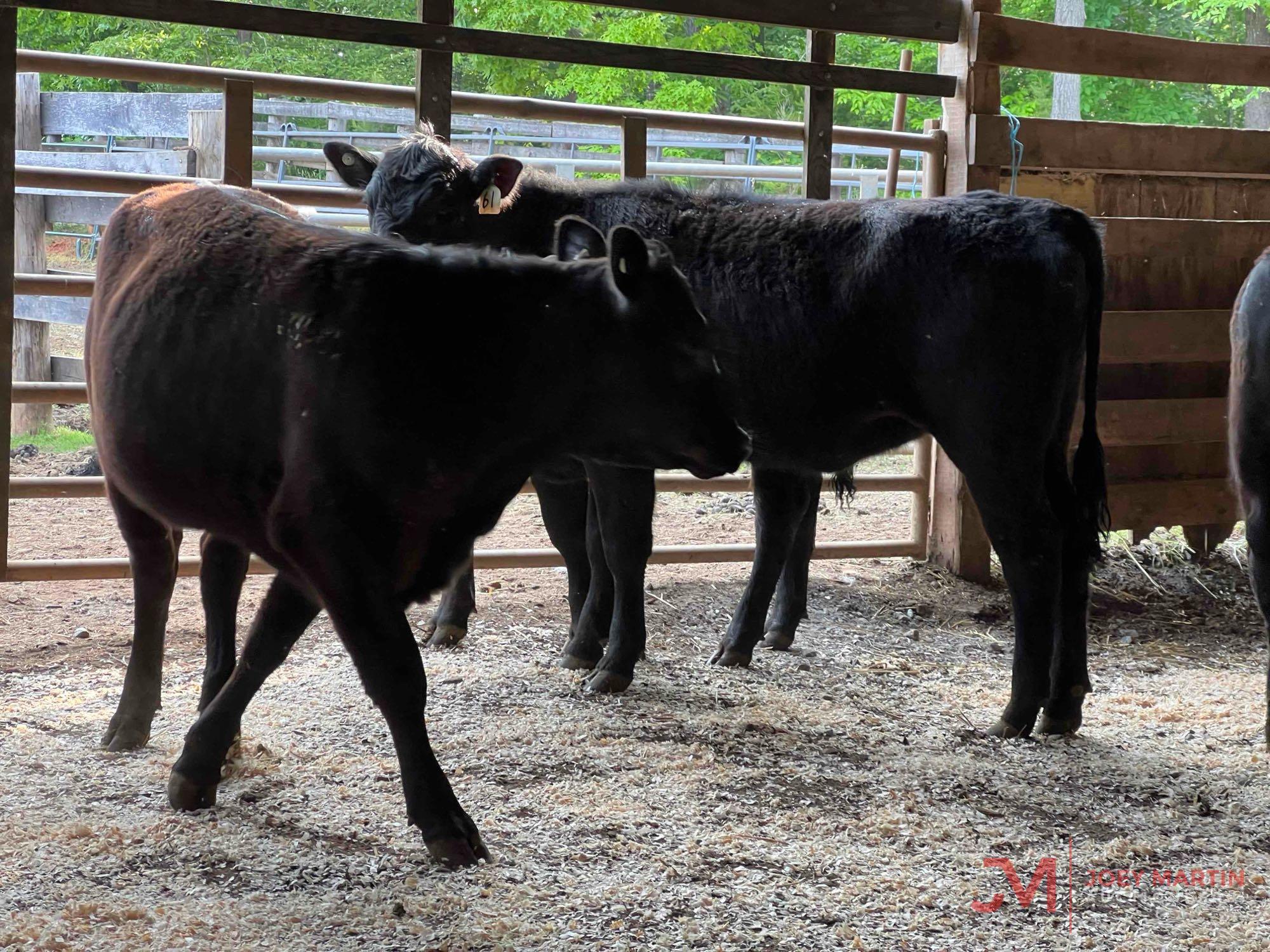 (5) ANGUS, ANGUS CROSS OPEN HEIFERS