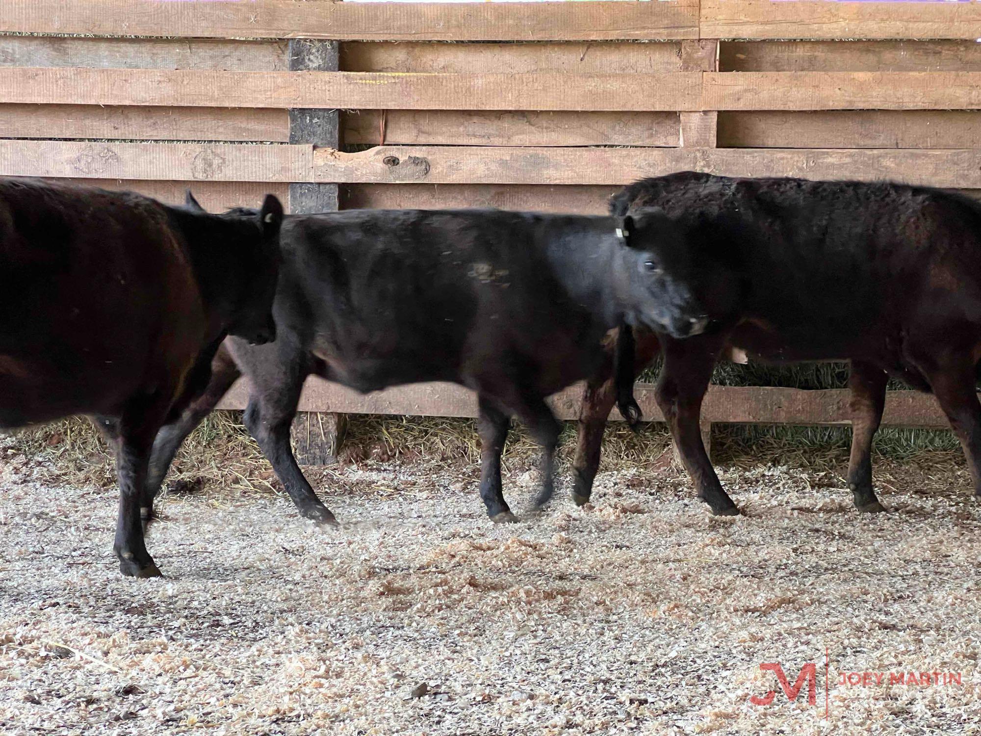 (5) ANGUS, ANGUS CROSS OPEN HEIFERS