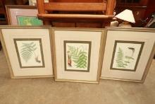 3 Fern Prints