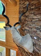 Greater Kudu Shoulder Mount Taxidermy