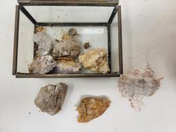 Sea Shells, Rocks & Minerals in Basket and Glass Lidded Box